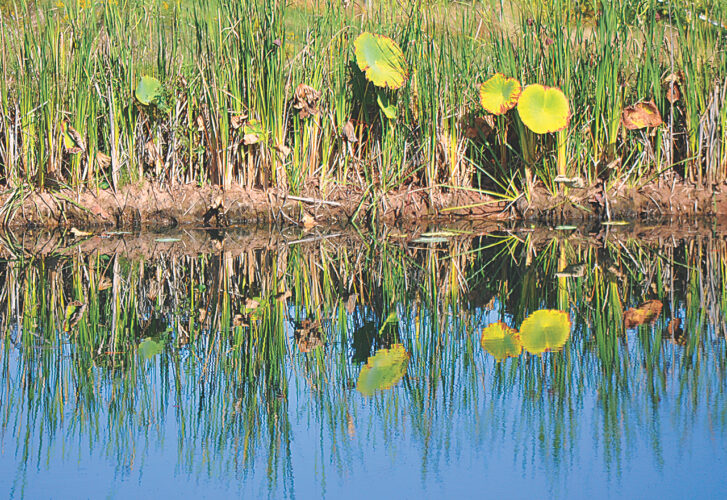 Natural mirror